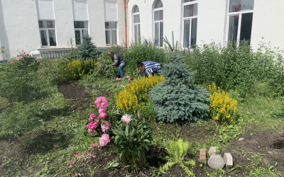 Цветы цветут вопреки дождю
